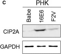 CIP2A Antibody
