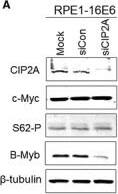 CIP2A Antibody