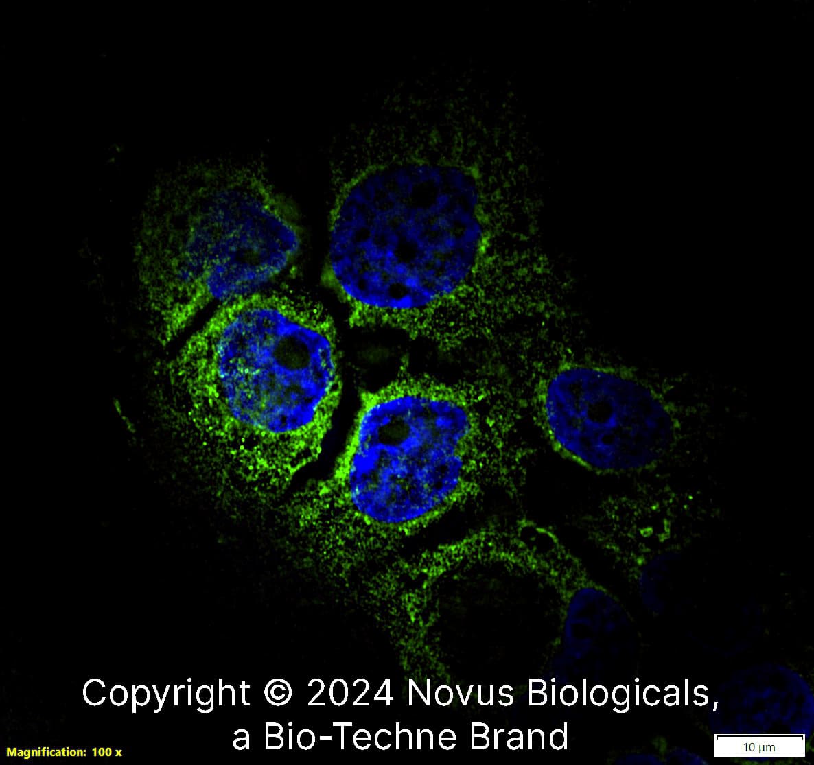CD68/SR-D1 Antibody (KP1) - BSA Free