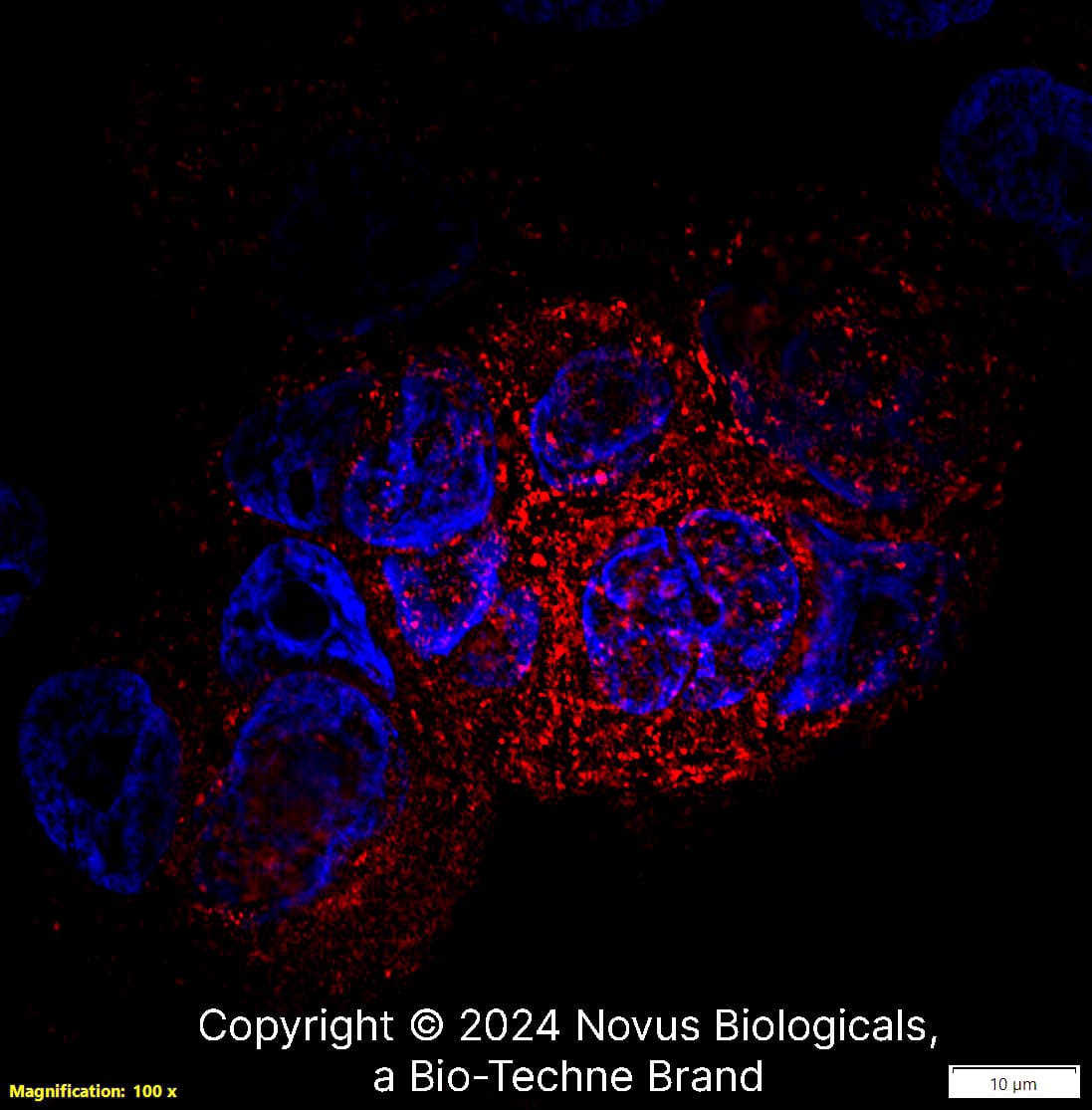 CD68/SR-D1 Antibody (KP1) [DyLight 550]