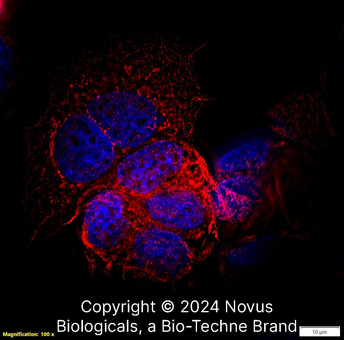 Cytokeratin 19 Antibody [Biotin]