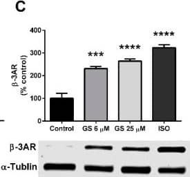 alpha Tubulin Antibody (DM1A) - BSA Free