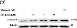 alpha Tubulin Antibody (DM1A) - BSA Free