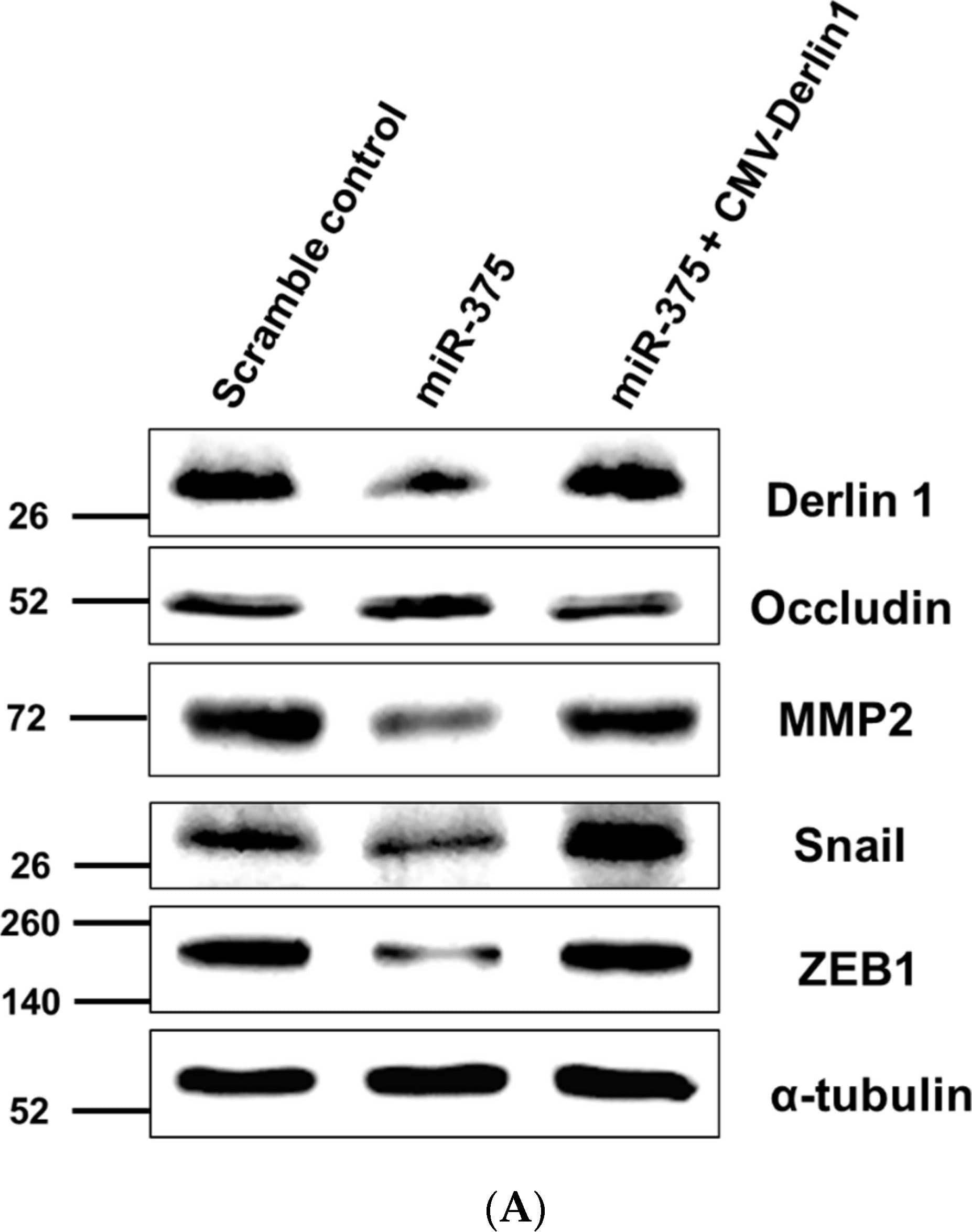 alpha Tubulin Antibody (DM1A) - BSA Free