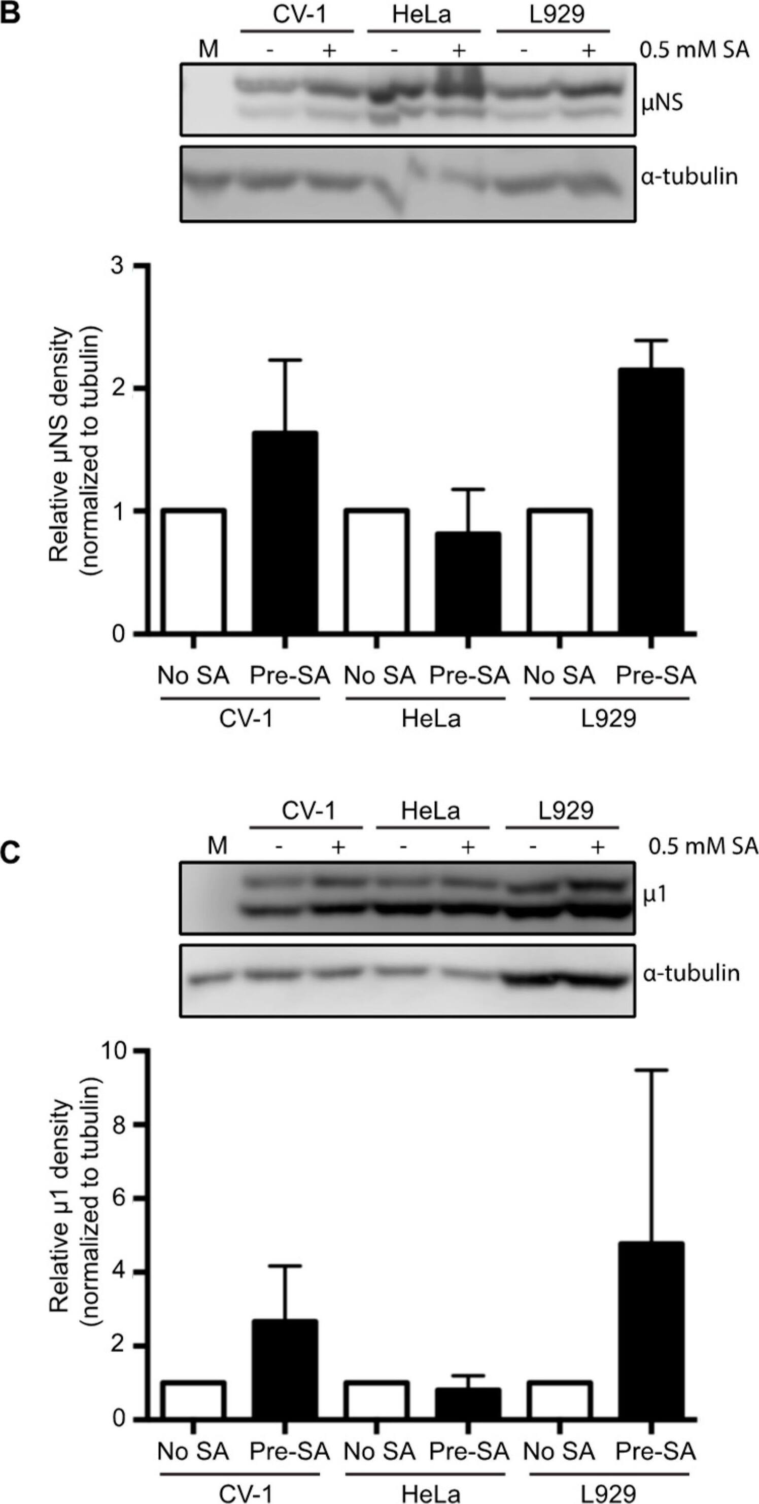alpha Tubulin Antibody (DM1A) - BSA Free