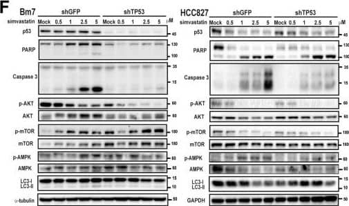 alpha Tubulin Antibody (DM1A) - BSA Free