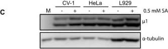alpha Tubulin Antibody (DM1A) - BSA Free