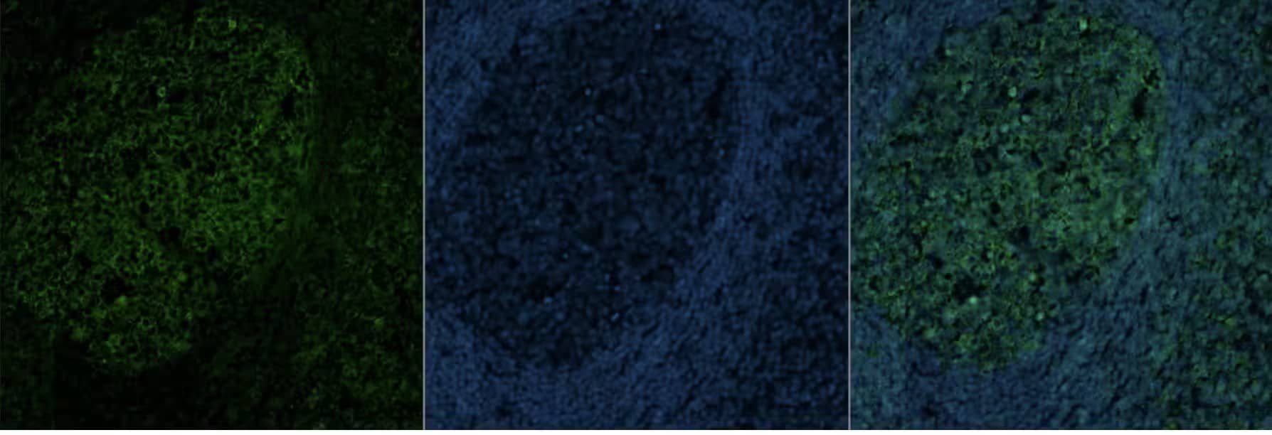 alpha Tubulin Antibody (DM1A) [Alexa Fluor® 488]