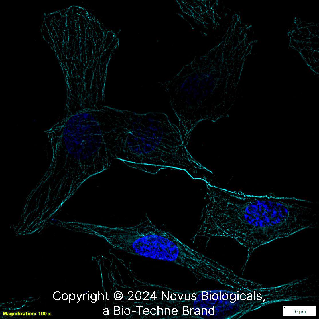 alpha Tubulin Antibody (DM1A) [Alexa Fluor® 647]