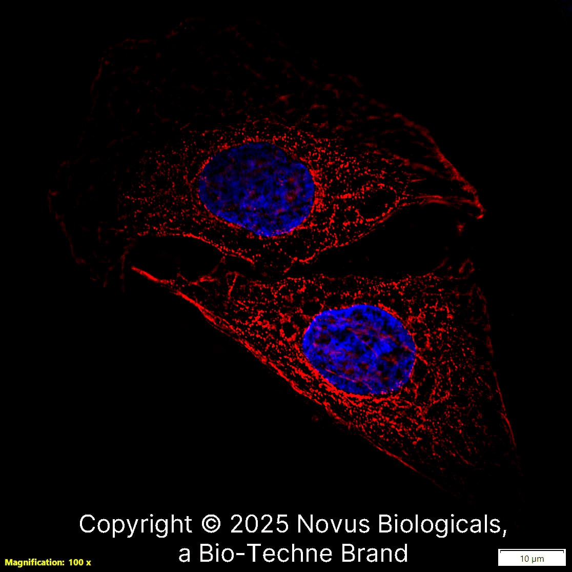 alpha Tubulin Antibody (DM1A) [Biotin]