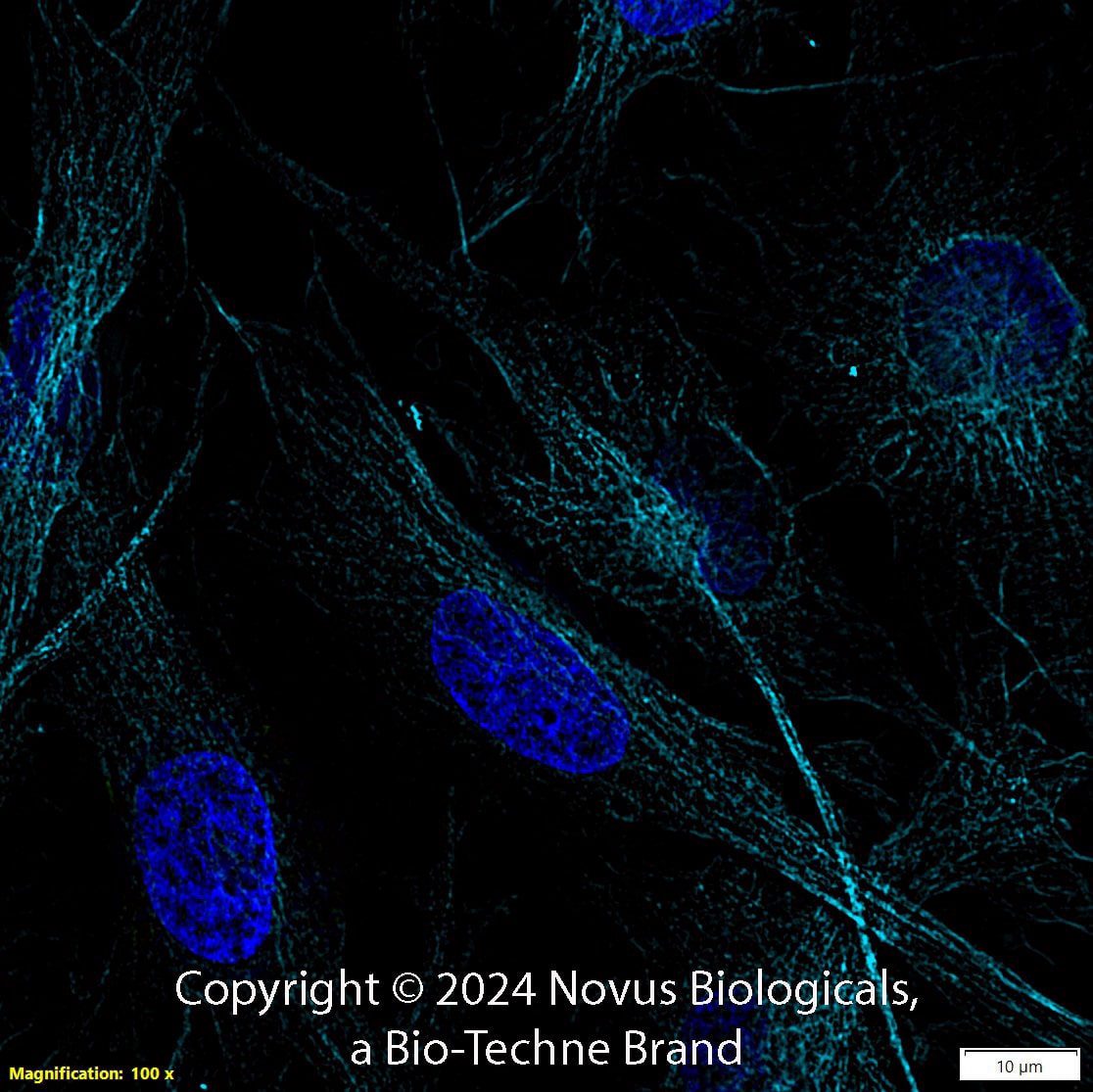 alpha Tubulin Antibody (DM1A) [DyLight 650]