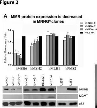 MGMT Antibody (MT 3.1)
