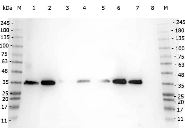 VDAC1 Antibody