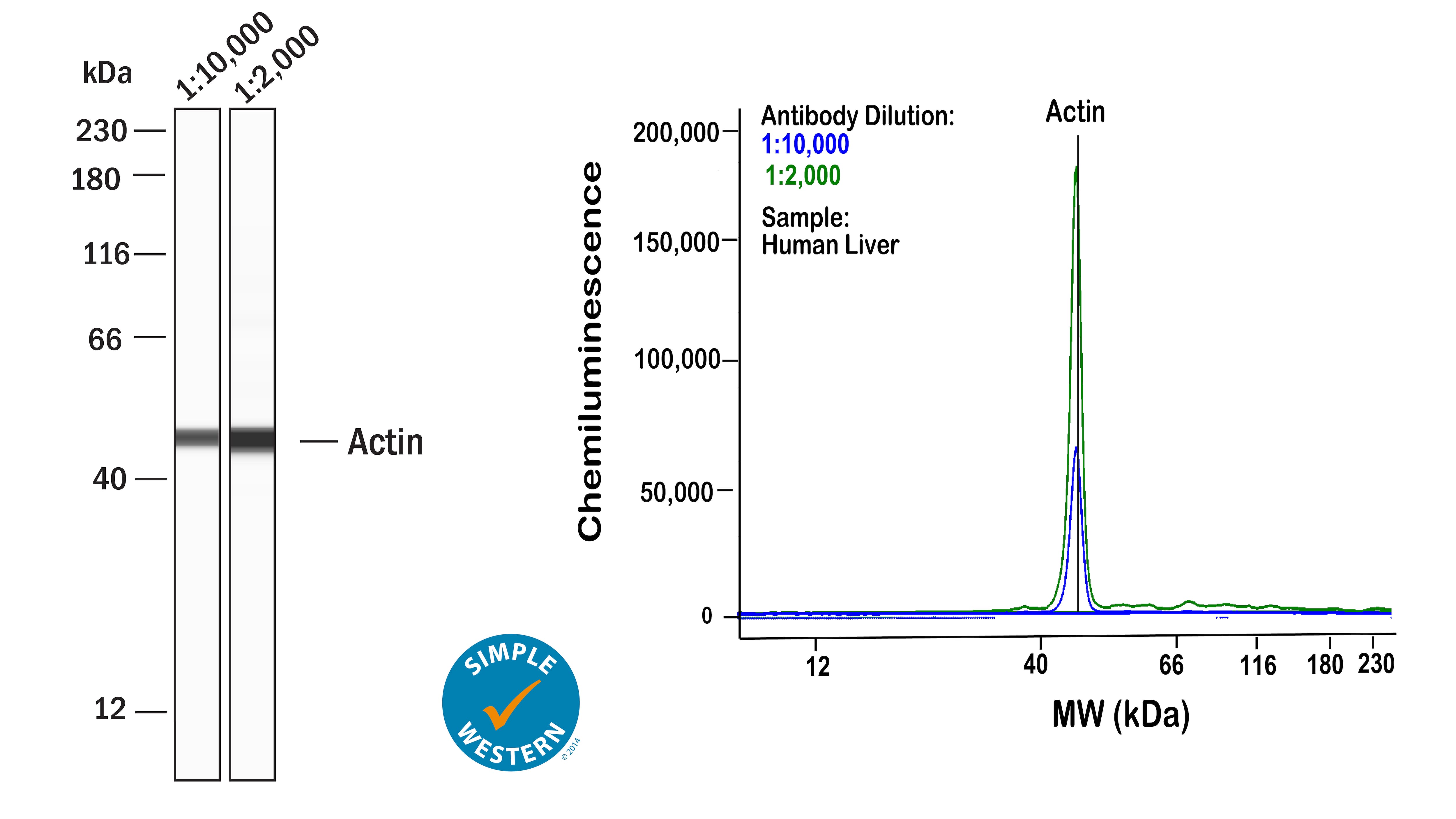 Actin Antibody (mAbGEa) - BSA Free