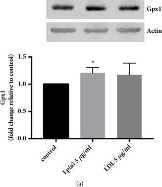 Actin Antibody (mAbGEa)