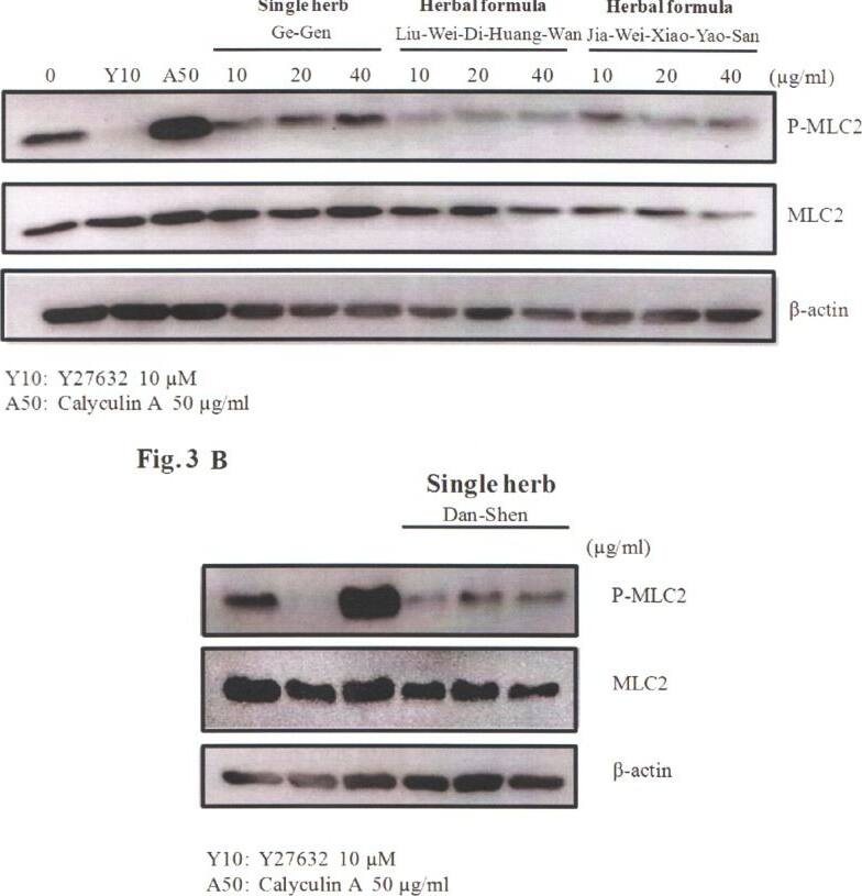 Actin Antibody (mAbGEa)