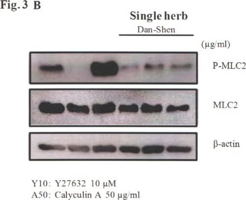 Actin Antibody (mAbGEa)
