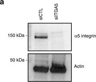 Actin Antibody (mAbGEa)