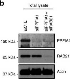 Actin Antibody (mAbGEa)
