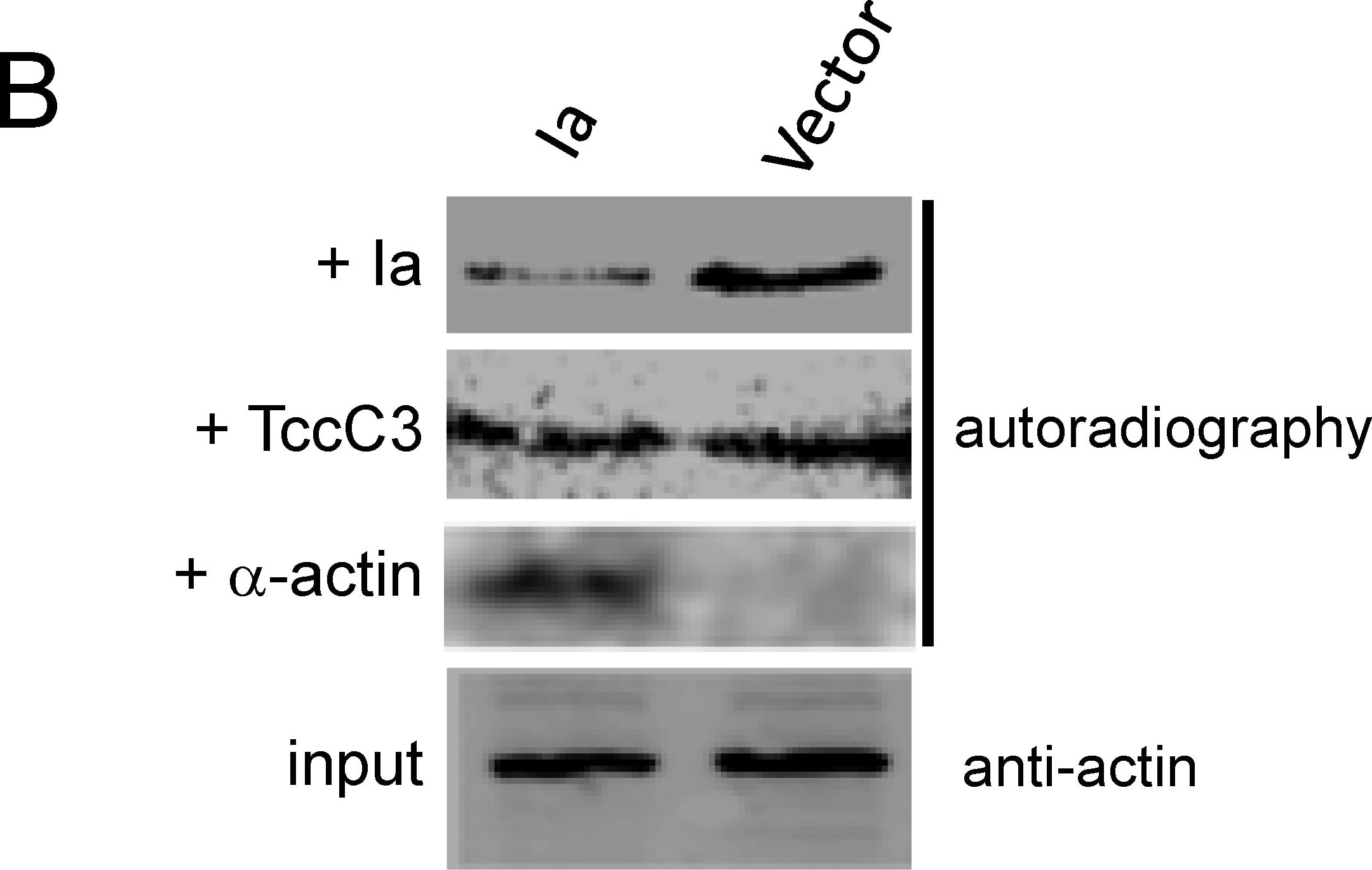 Actin Antibody (mAbGEa)