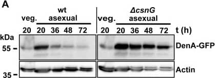 Actin Antibody (mAbGEa)