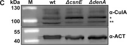 Actin Antibody (mAbGEa)