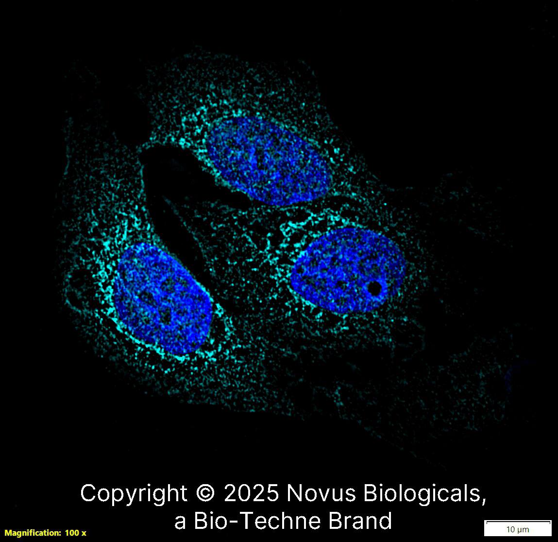 Aggrecan Neoepitope Antibody [Alexa Fluor® 647]