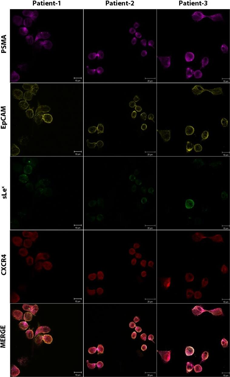 CXCR4 Antibody