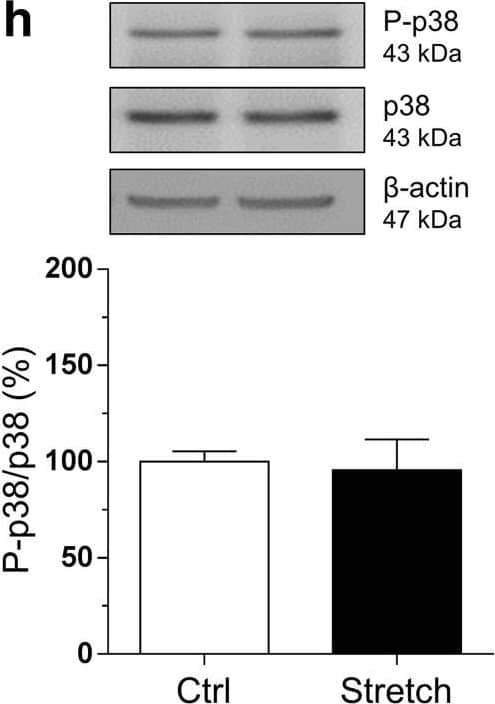 Myelin PLP Antibody