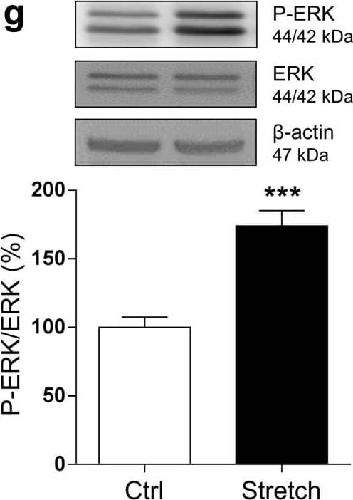 Myelin PLP Antibody