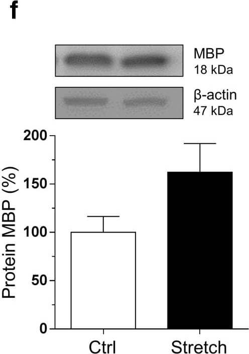 Myelin PLP Antibody