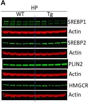 SREBP2 Antibody