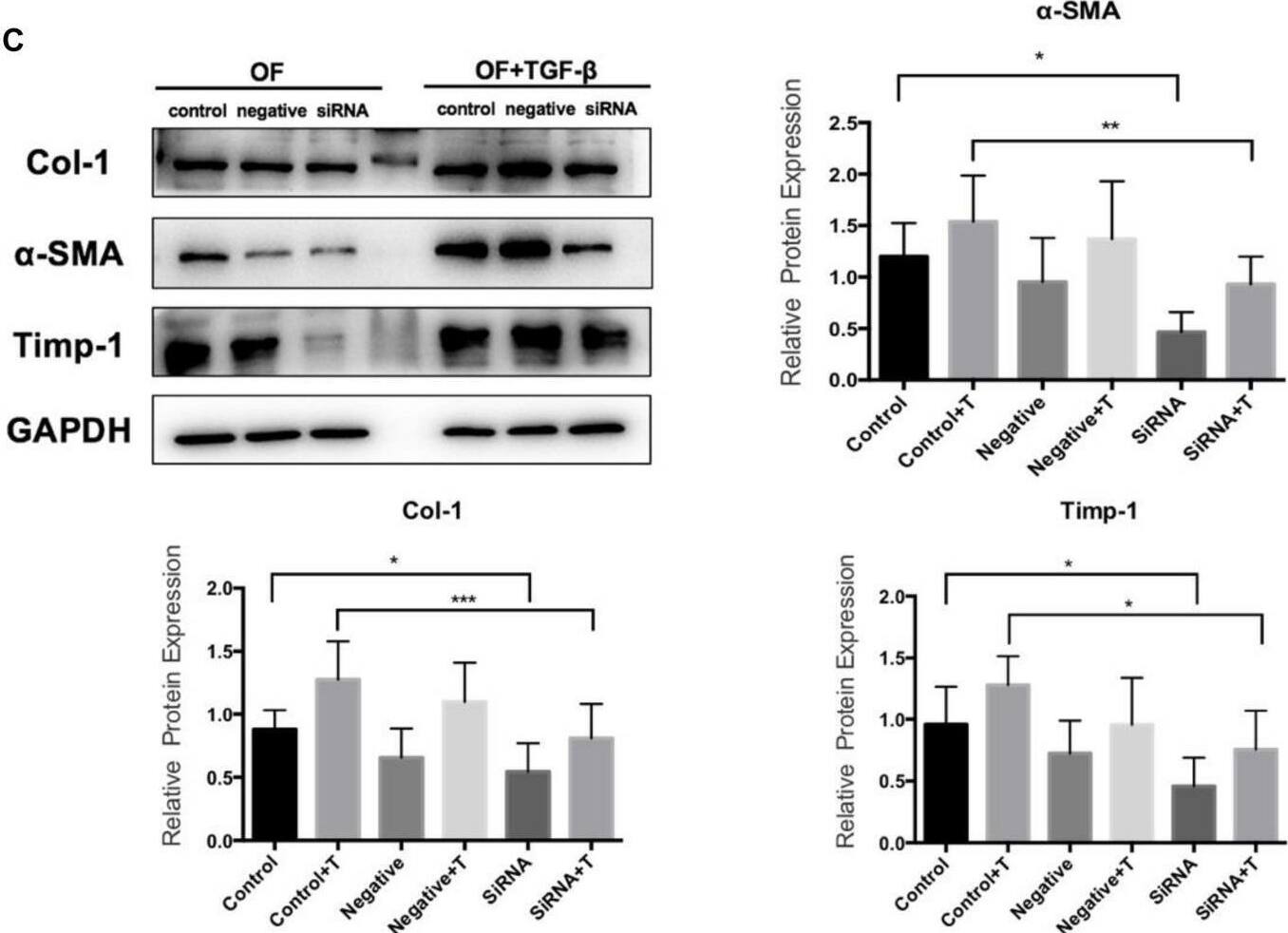 TIMP-1 Antibody (F31 P2 A5)