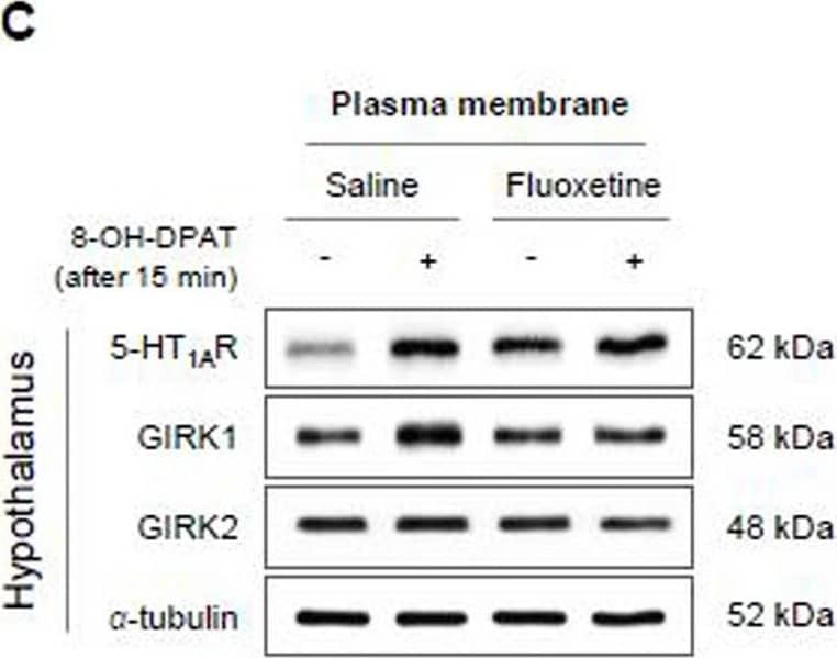 GIRK2 Antibody