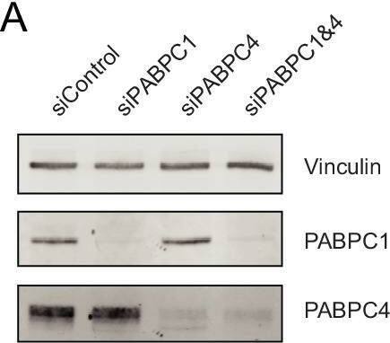 PABPC4 Antibody