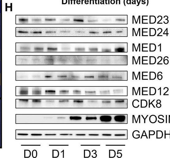 MED24 Antibody - BSA Free