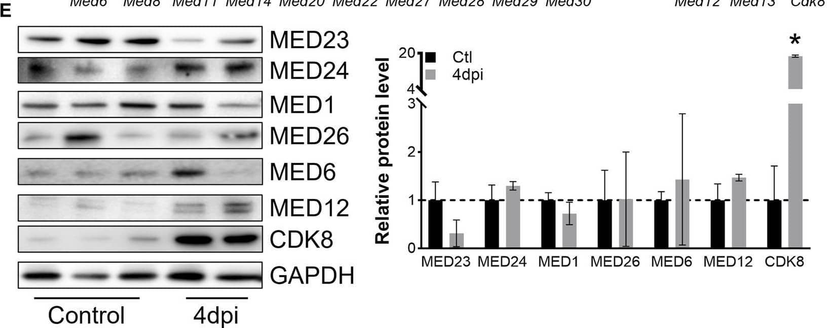 MED24 Antibody - BSA Free