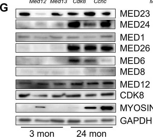 MED24 Antibody - BSA Free