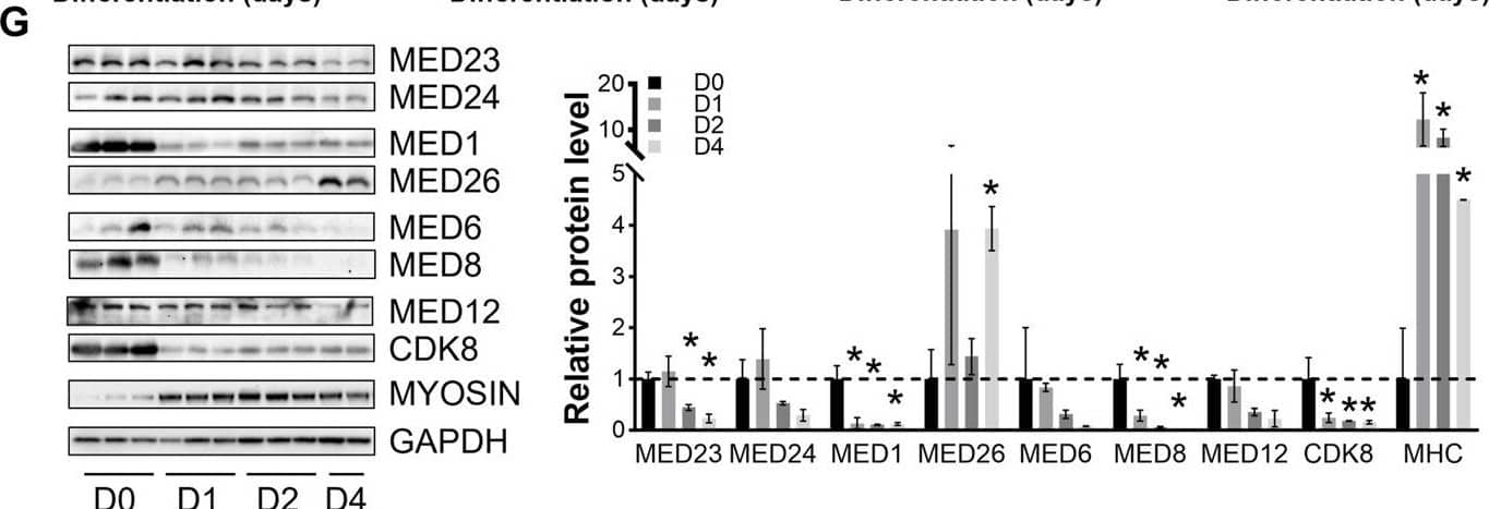 MED24 Antibody - BSA Free
