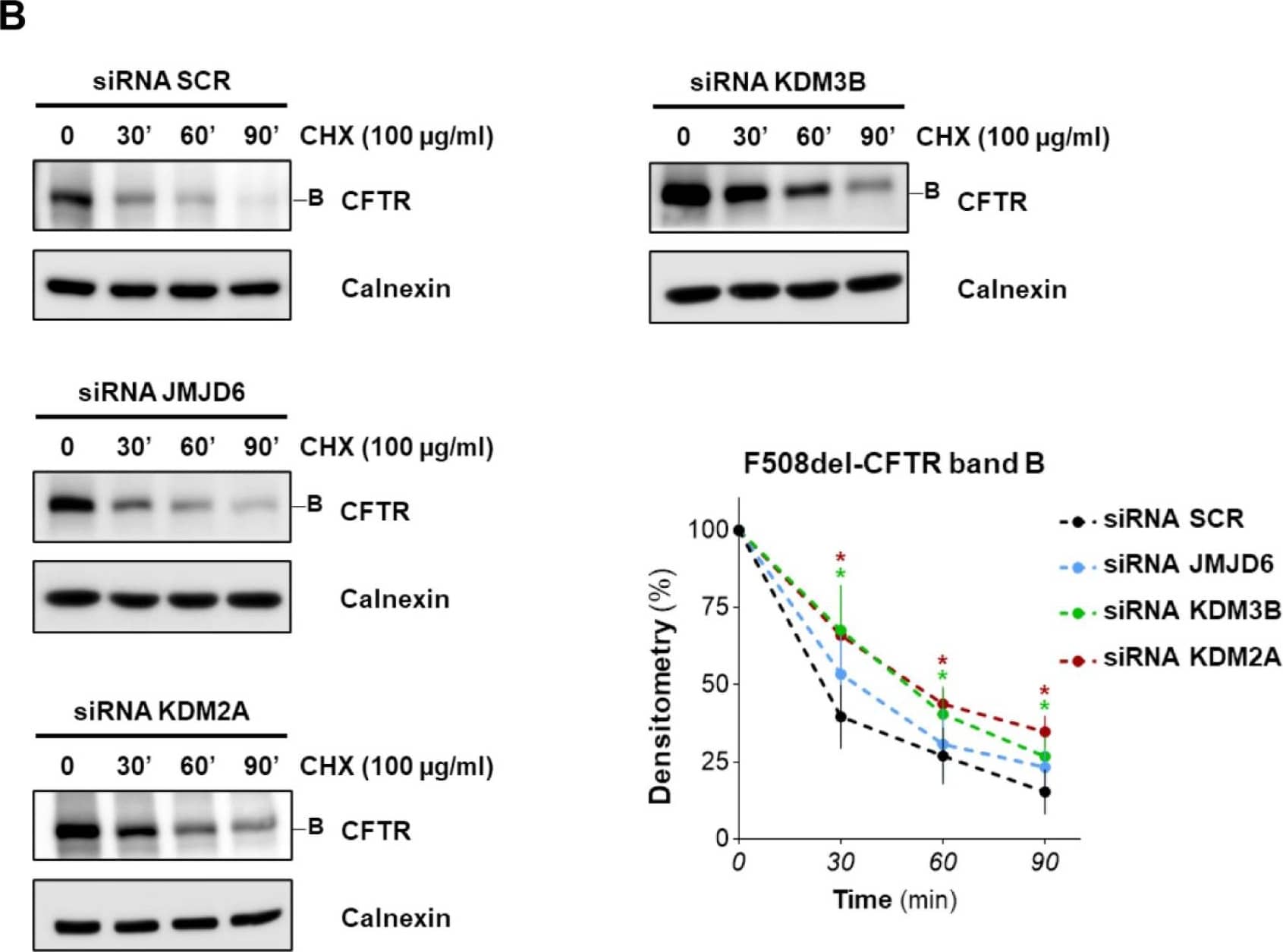 KDM2A/FBXL11 Antibody