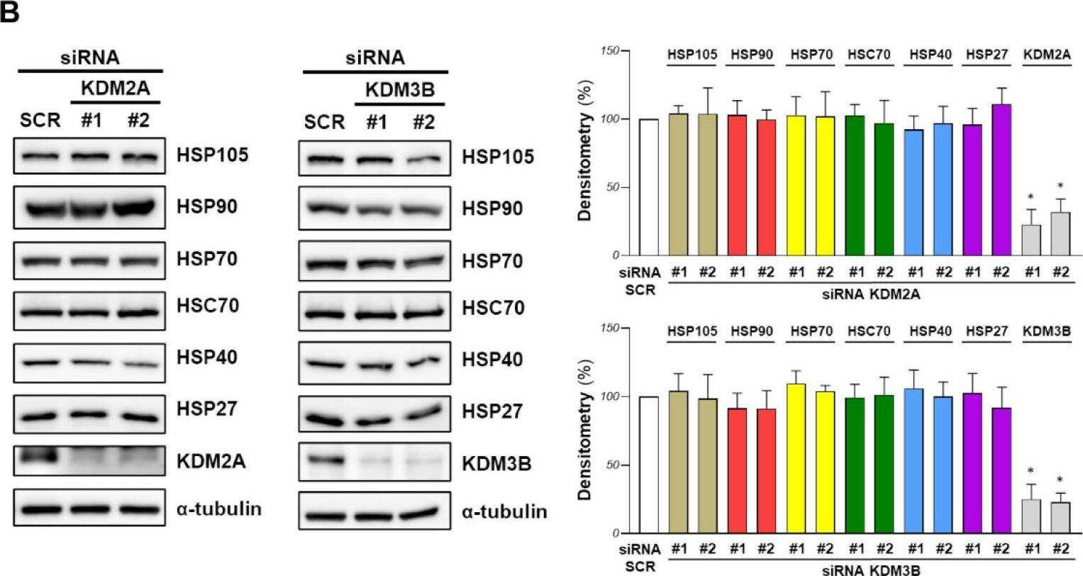 KDM2A/FBXL11 Antibody
