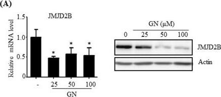 JMJD2B Antibody