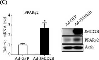 JMJD2B Antibody