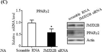 JMJD2B Antibody