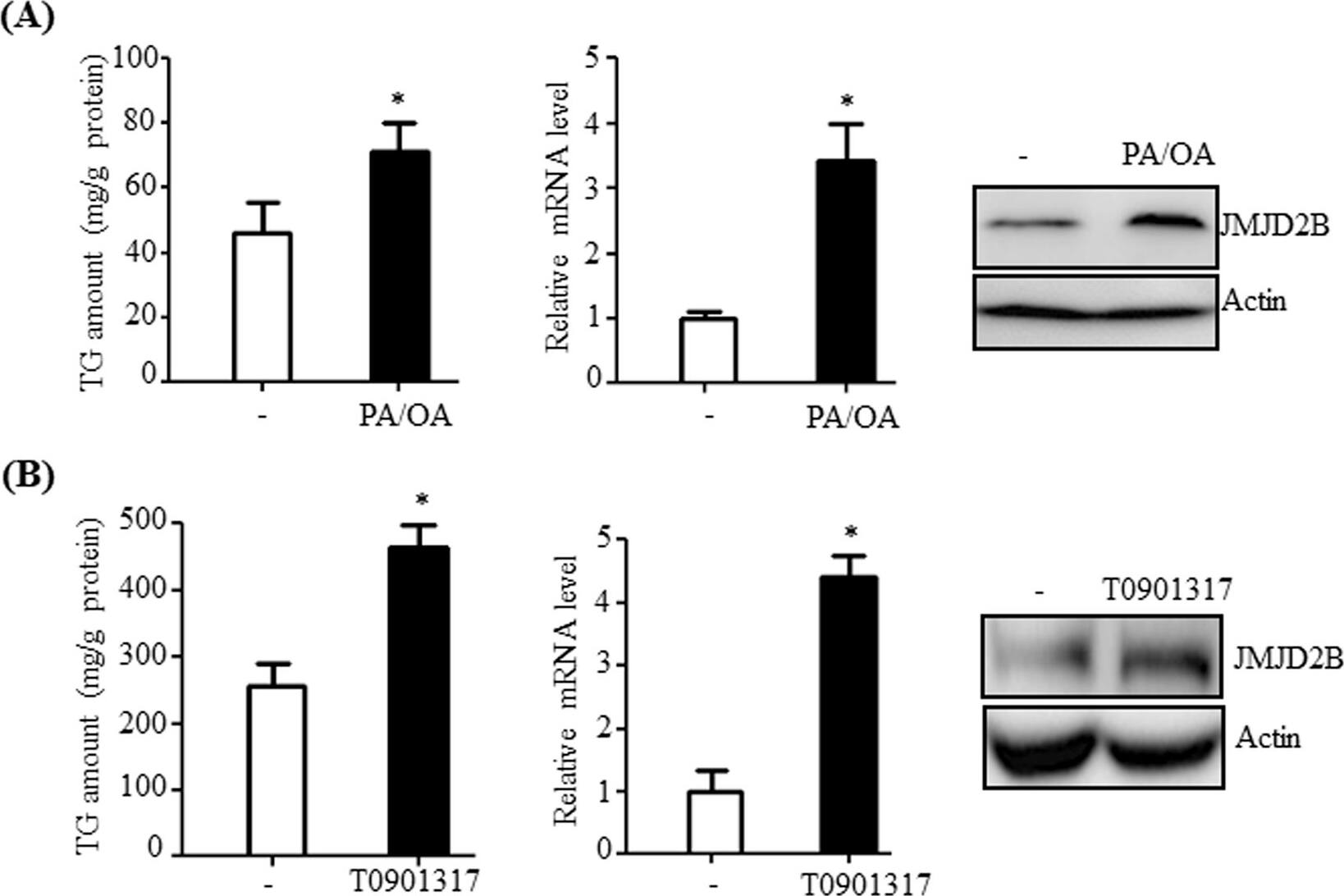 JMJD2B Antibody
