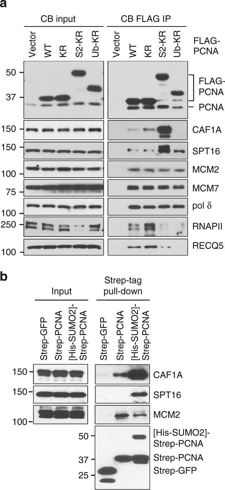 CHAF1A Antibody
