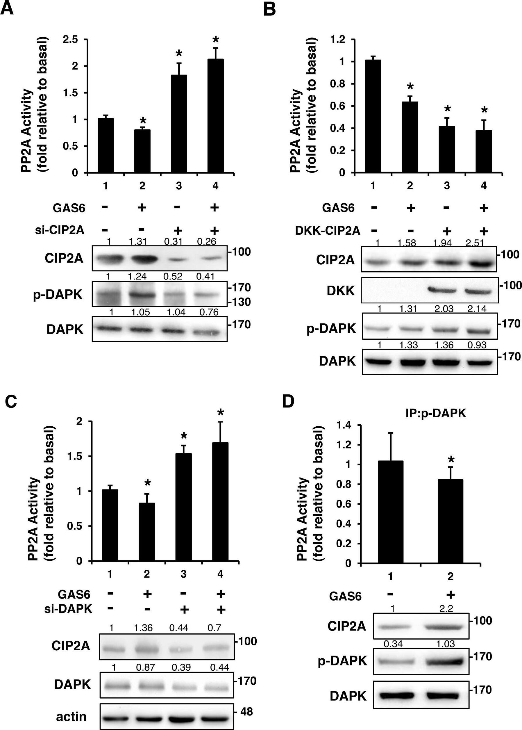 CIP2A Antibody