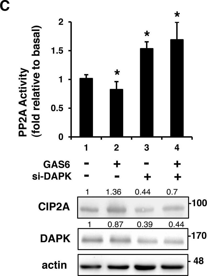 CIP2A Antibody