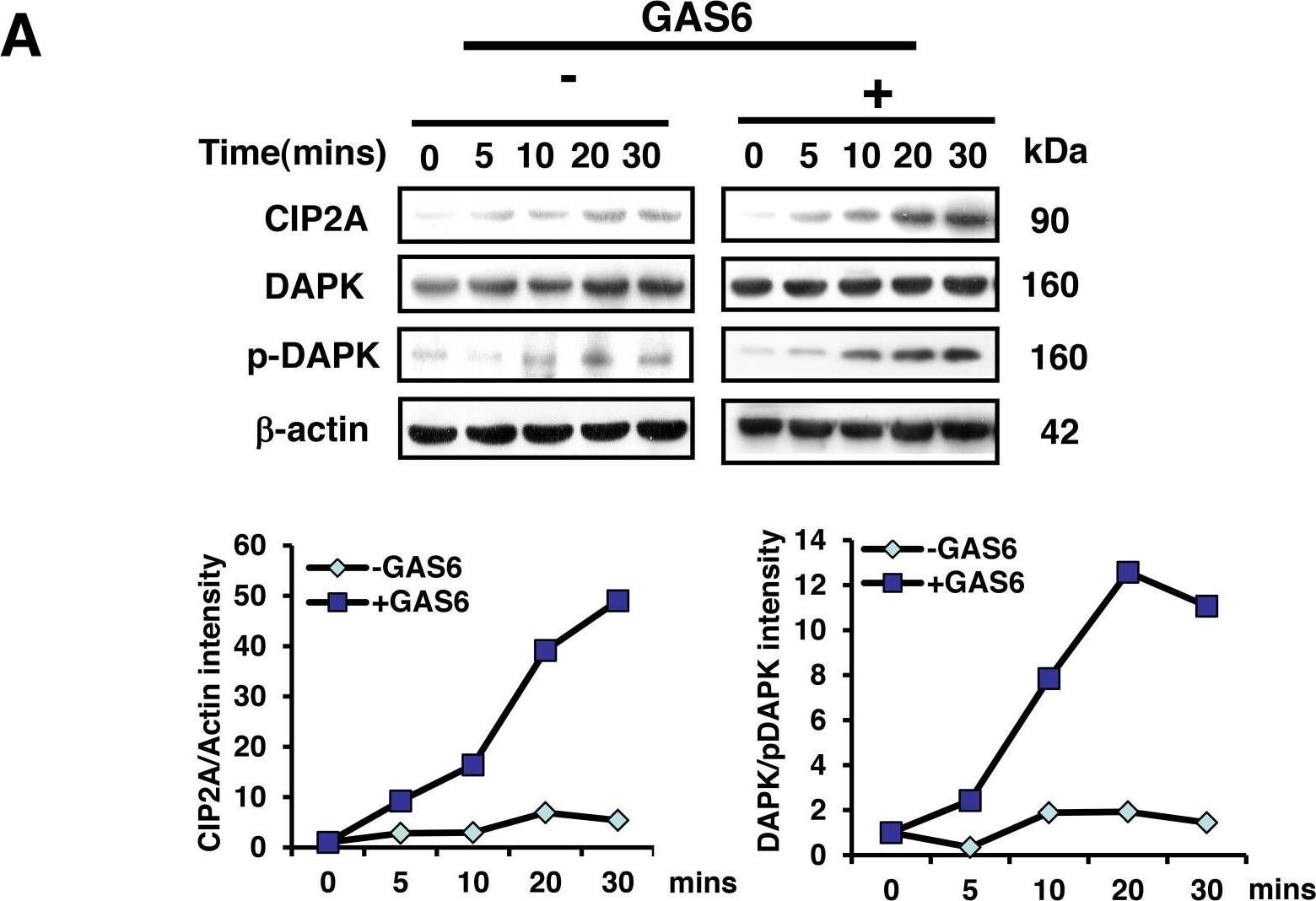 CIP2A Antibody