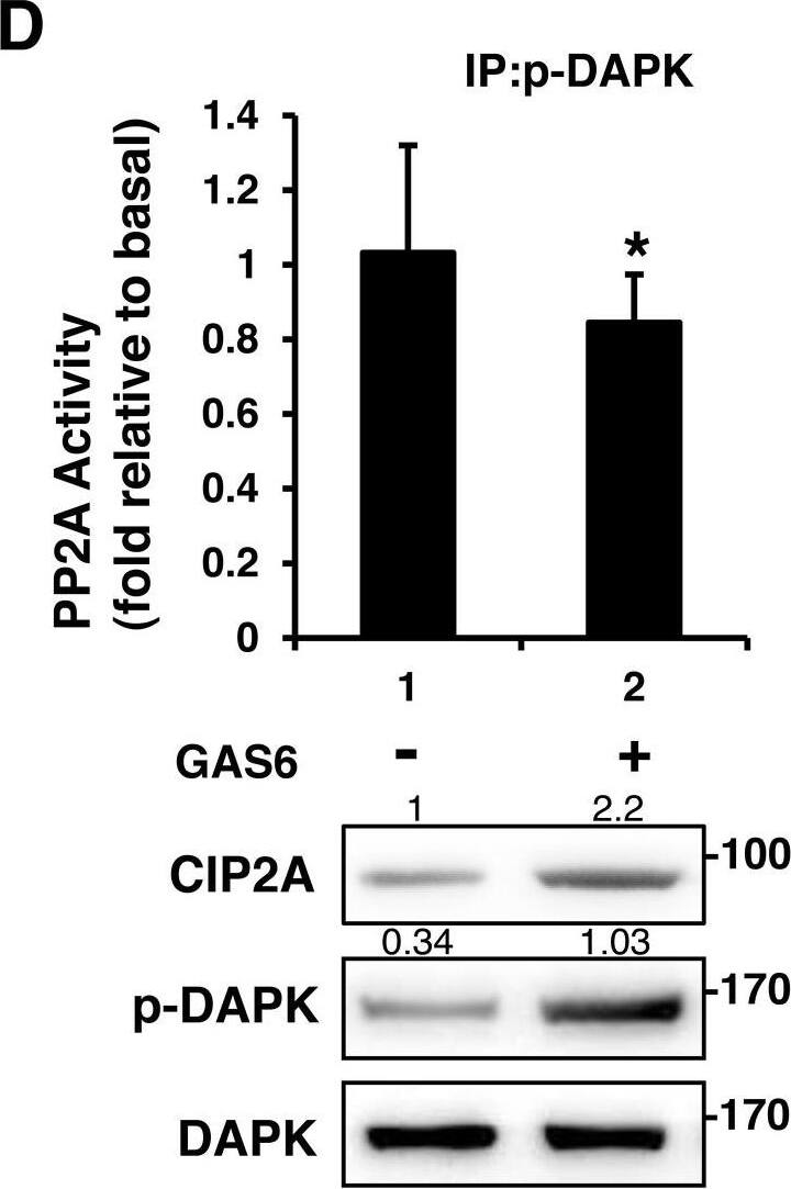 CIP2A Antibody